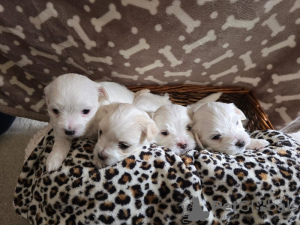 Photo №2 to announcement № 97032 for the sale of maltese dog - buy in United States private announcement, breeder