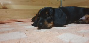 Photo №2 to announcement № 4981 for the sale of non-pedigree dogs - buy in Belarus private announcement