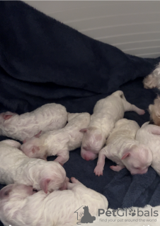 Photo №2 to announcement № 132702 for the sale of bichon frise - buy in Germany 