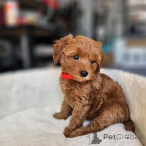 Photo №3. Dean Janet Kay puppies house. United States