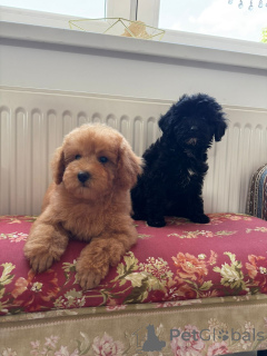 Photo №3. Two Beautiful Sibling Puppies from Serbia. Serbia