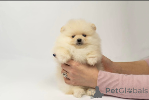 Photo №4. I will sell pomeranian in the city of Belgrade.  - price - negotiated