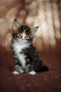 Photo №4. I will sell maine coon in the city of Mogilyov. from nursery - price - 263$