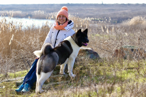 Photo №2 to announcement № 5344 for the sale of american akita - buy in Ukraine 
