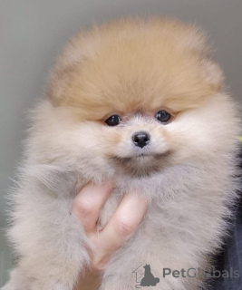 Photo №2 to announcement № 167362 for the sale of pomeranian - buy in Germany 