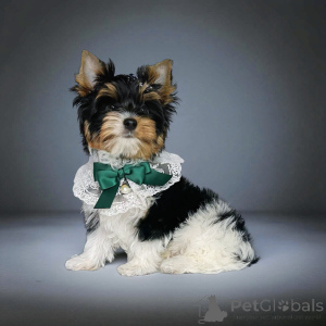 Photo №4. I will sell  in the city of Tbilisi. breeder - price - Is free