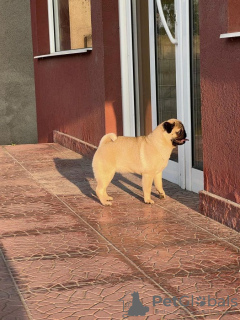 Photo №4. I will sell pug in the city of Jagodina. breeder - price - negotiated