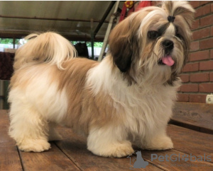 Photo №2 to announcement № 52186 for the sale of shih tzu - buy in Ukraine from nursery