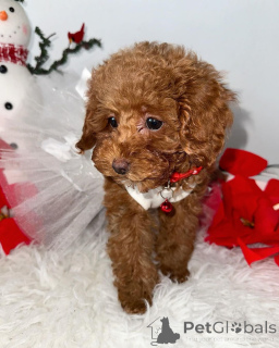 Photo №1. poodle (toy) - for sale in the city of Berlin | negotiated | Announcement № 140714