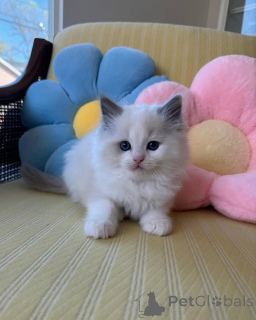 Photo №1. ragdoll - for sale in the city of Balta | 310$ | Announcement № 172661
