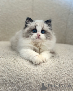 Photo №1. ragdoll - for sale in the city of BERNEX | negotiated | Announcement № 156945