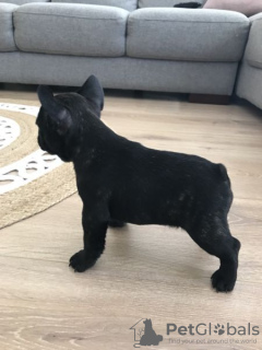 Photo №4. I will sell french bulldog in the city of Freiburg im Breisgau. private announcement - price - 380$