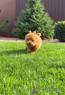 Photo №4. I will sell poodle (toy) in the city of Brighton and Hove. private announcement - price - 568$