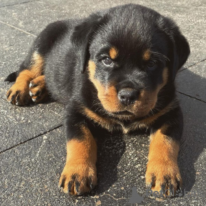 Photo №1. rottweiler - for sale in the city of Karlovy Vary | 423$ | Announcement № 80541