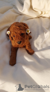 Photo №1. poodle (toy) - for sale in the city of Kula | negotiated | Announcement № 100339