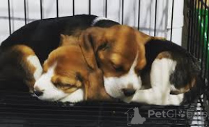 Photo №2 to announcement № 161796 for the sale of beagle - buy in Belgium private announcement, breeder