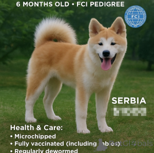 Photo №1. akita - for sale in the city of Kruševac | 1129$ | Announcement № 147661
