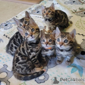 Photo №2 to announcement № 69133 for the sale of bengal cat - buy in Finland 