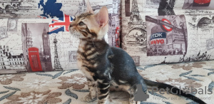 Photo №2 to announcement № 9781 for the sale of bengal cat - buy in Russian Federation from nursery