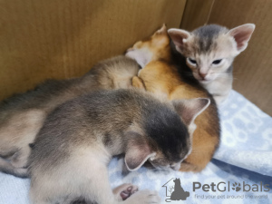 Photo №2 to announcement № 21943 for the sale of abyssinian cat - buy in Belarus breeder