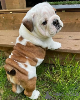 Photo №4. I will sell english bulldog in the city of Tullamore.  - price - negotiated