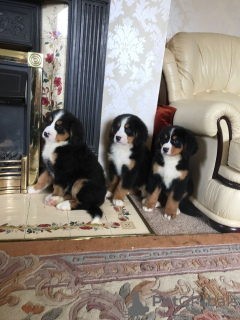 Photo №3. Cute Bernese Mountain puppies for free adoption. Germany