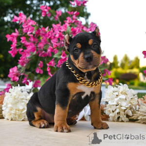 Photo №2 to announcement № 161280 for the sale of american bully - buy in United States private announcement, breeder