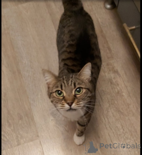 Photo №4. I will sell  in the city of Khimki. private announcement - price - Is free