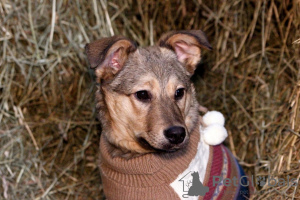 Photo №3. Puppy in good hands!. Russian Federation