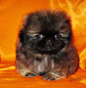 Photo №1. pekingese - for sale in the city of Москва | negotiated | Announcement № 4287