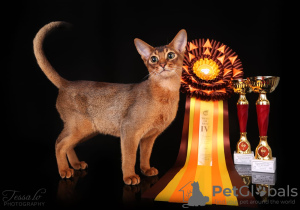 Additional photos: Club Abyssinian kittens