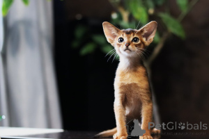 Photo №2 to announcement № 153965 for the sale of abyssinian cat - buy in Belarus private announcement, from nursery, breeder