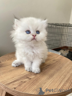 Photo №3. british longhair kitten. Germany