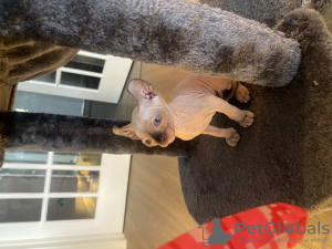 Photo №4. I will sell sphynx cat in the city of New York. private announcement - price - 900$