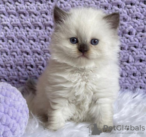 Photo №1. ragdoll - for sale in the city of Амстердам | 350$ | Announcement № 88034