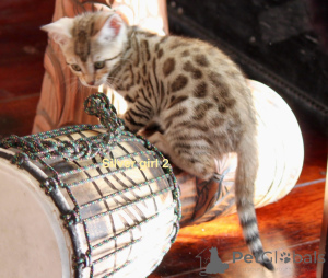 Photo №3. Exceptional Bengal puppy. Austria