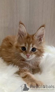 Photo №3. Maine Coon kittens for sale. Russian Federation