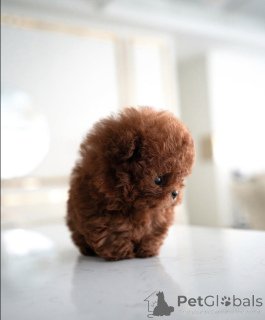 Photo №2 to announcement № 137458 for the sale of poodle (toy) - buy in United Kingdom private announcement