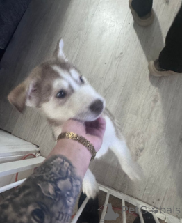 Photo №1. siberian husky - for sale in the city of Andorra la Vella | 350$ | Announcement № 161320