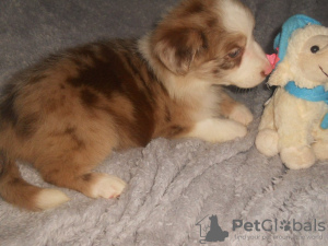 Photo №2 to announcement № 119304 for the sale of australian shepherd - buy in Finland private announcement