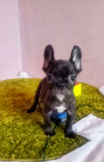 Photo №1. french bulldog - for sale in the city of Kiev | 204$ | Announcement № 5550