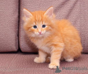 Photo №2 to announcement № 172934 for the sale of norwegian forest cat - buy in Germany private announcement