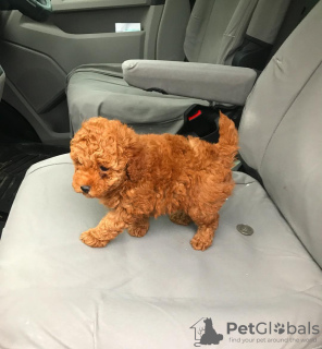 Photo №1. poodle (toy) - for sale in the city of Han Pijesak | 300$ | Announcement № 63501