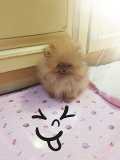 Photo №1. pomeranian - for sale in the city of Kemerovo | Negotiated | Announcement № 4530