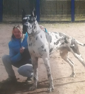 Photo №1. Mating service - breed: great dane. Price - 81$