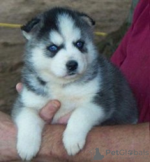 Photo №1. siberian husky - for sale in the city of Hamina | negotiated | Announcement № 129346