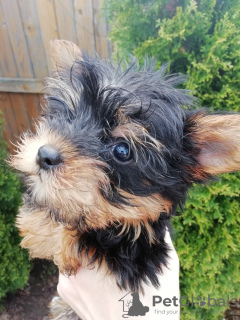 Photo №2 to announcement № 105639 for the sale of beaver yorkshire terrier, yorkshire terrier - buy in Latvia private announcement, from nursery, breeder