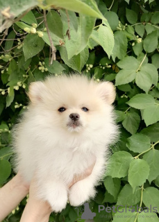 Photo №1. pomeranian - for sale in the city of Minsk | 189$ | Announcement № 52149