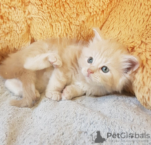 Photo №1. maine coon - for sale in the city of Berlin | 370$ | Announcement № 123462