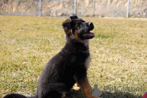 Photo №4. I will sell german shepherd in the city of Munich. private announcement, breeder - price - 275$